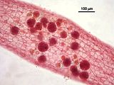 5 - Dettaglio delle tetrasporocisti e dei filamenti midollari